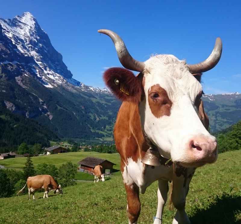 Kuh, Eiger